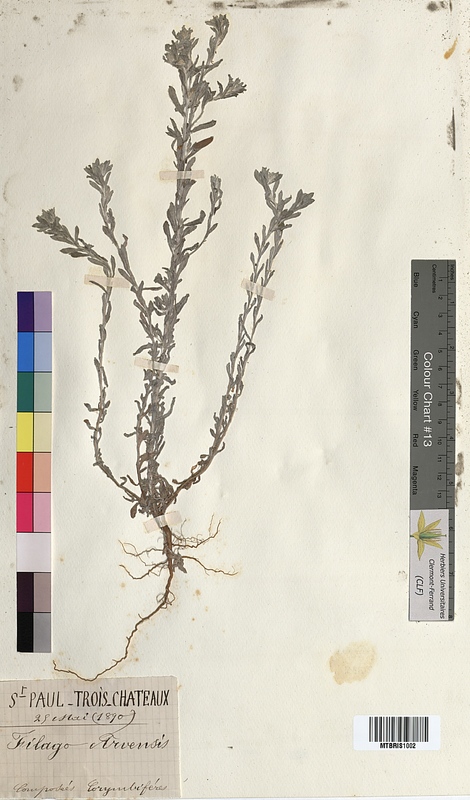 Filago arvensis (Asteraceae)