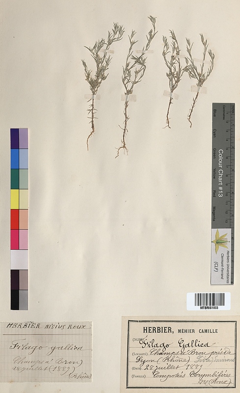 Filago gallica (Asteraceae)