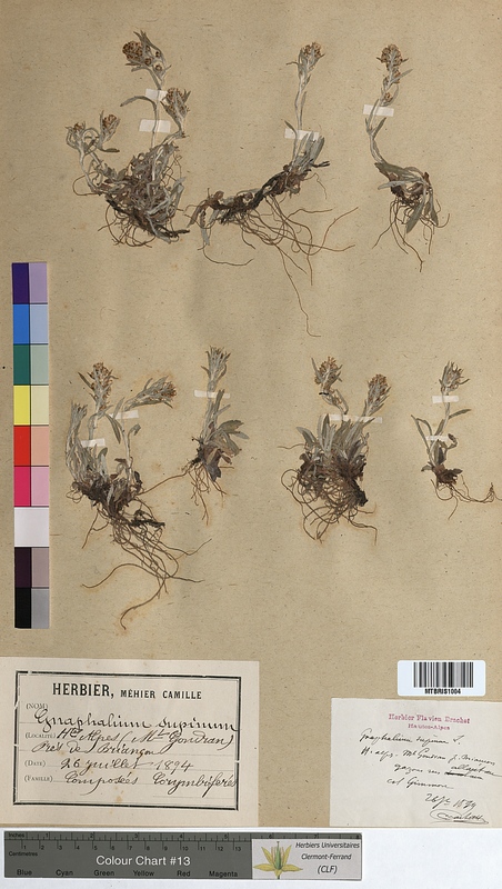 Gnaphalium supinum (Asteraceae)