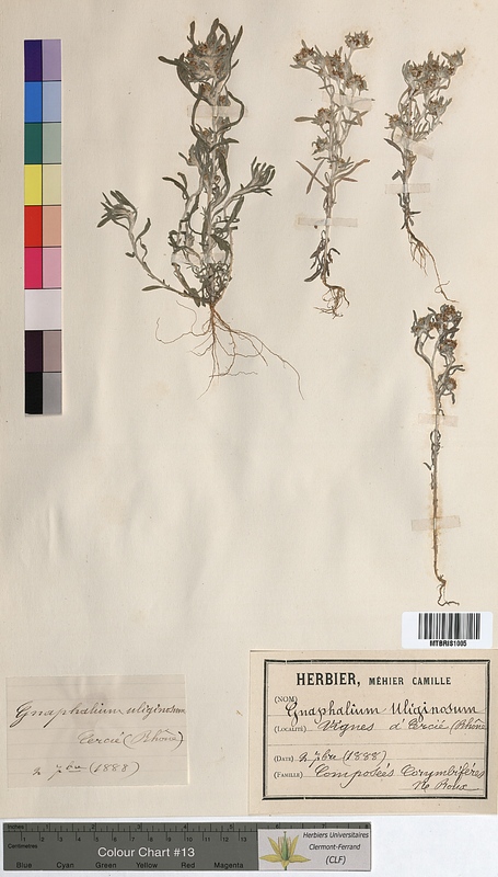 Gnaphalium uliginosum (Asteraceae)
