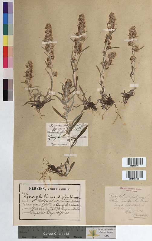 Gnaphalium sylvaticum (Asteraceae)