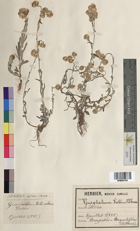Gnaphalium luteoalbum (Asteraceae)