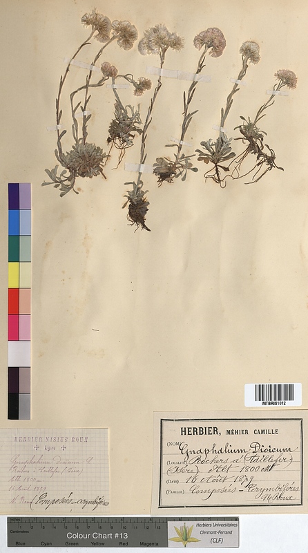 Gnaphalium dioicum (Asteraceae)