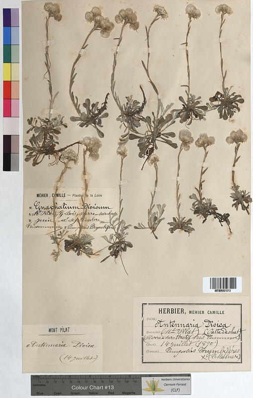 Antennaria dioica (Asteraceae)