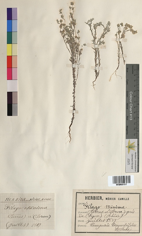 Filago minima (Asteraceae)