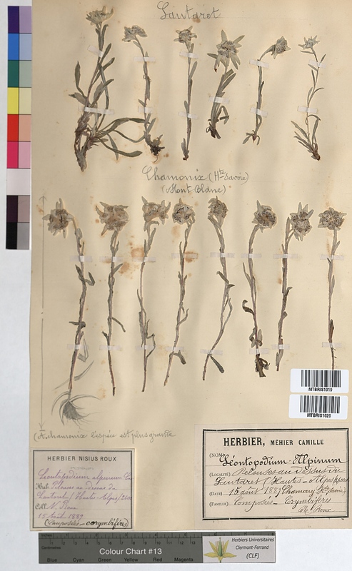 Leontopodium alpinum (Asteraceae)
