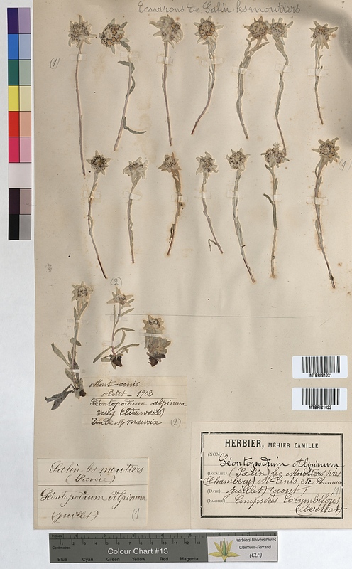 Leontopodium alpinum (Asteraceae)