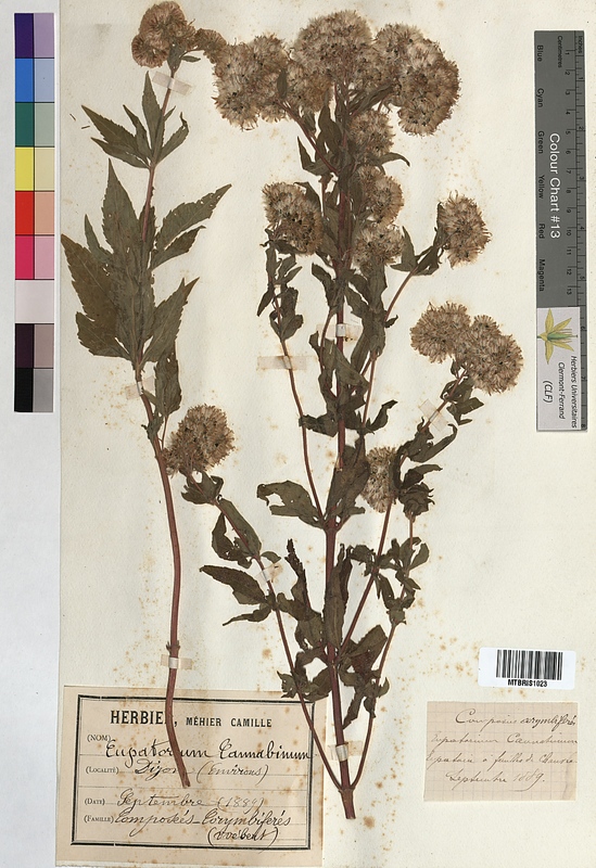 Eupatorium cannabinum (Asteraceae)
