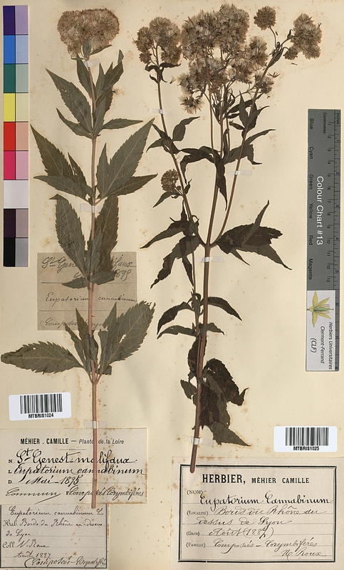 Eupatorium cannabinum (Asteraceae)