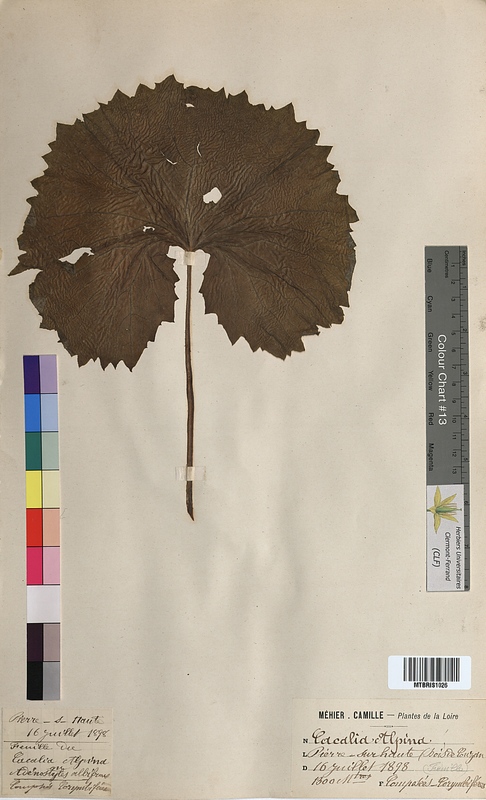 Cacalia alpina (Asteraceae)