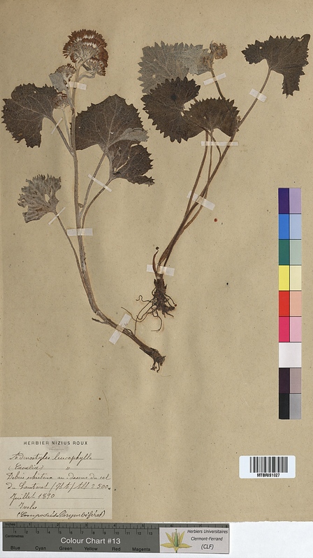 Adenostyles leucophylla (Asteraceae)