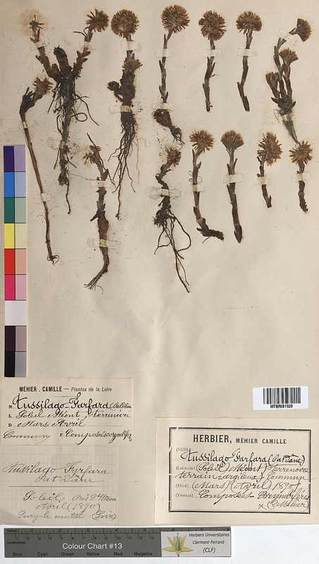 Tussilago farfara (Asteraceae)