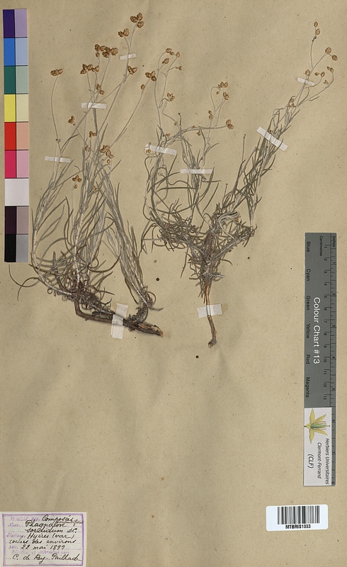 Phagnalon sordidum (Asteraceae)