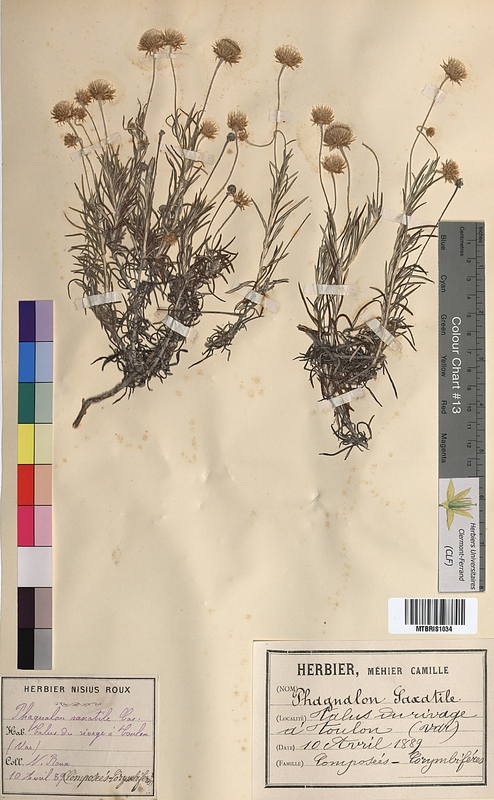 Phagnalon saxatile (Asteraceae)