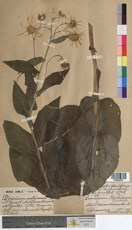 Doronicum austriacum (Asteraceae)