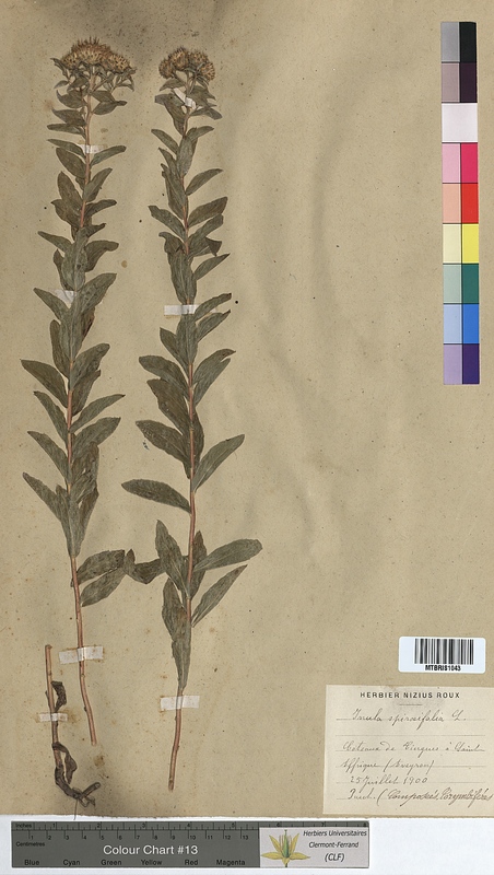 Inula spiraeifolia (Asteraceae)