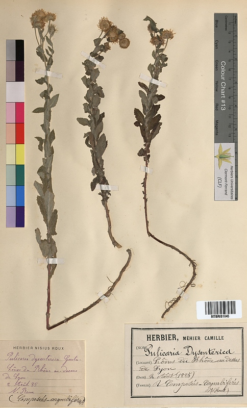 Pulicaria dysenterica (Asteraceae)
