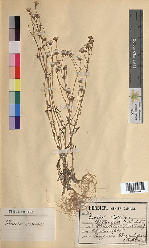 Senecio viscosus (Asteraceae)