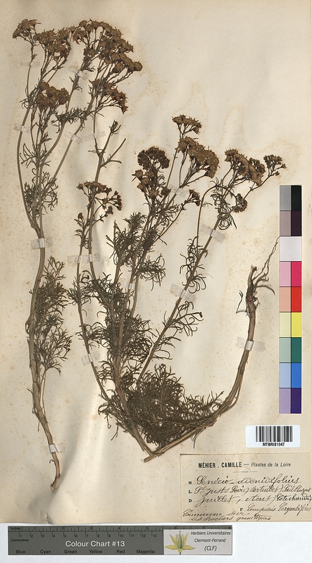 Senecio adonidifolius (Asteraceae)