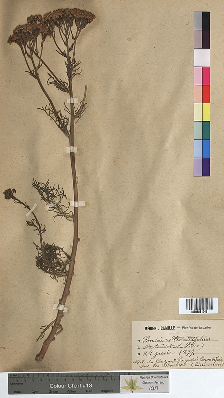 Senecio adonidifolius (Asteraceae)