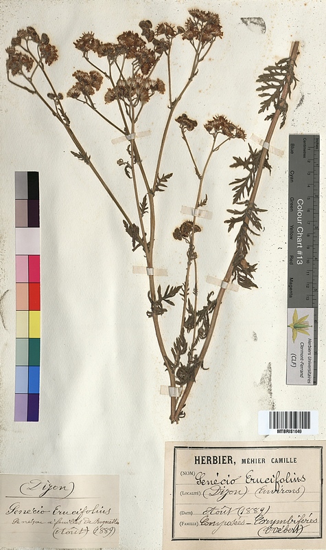 Senecio erucifolius (Asteraceae)