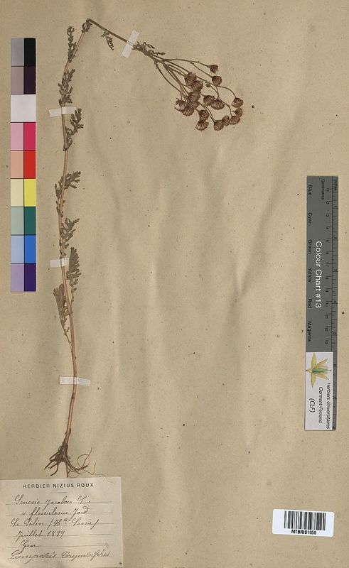Senecio jacobaea (Asteraceae)