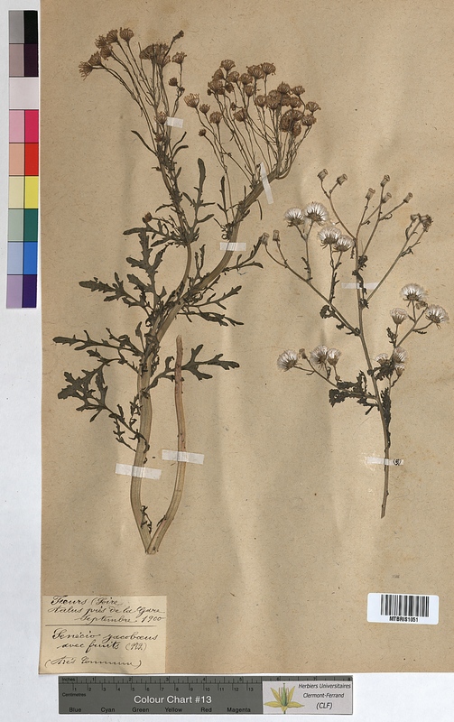 Senecio jacobaea (Asteraceae)