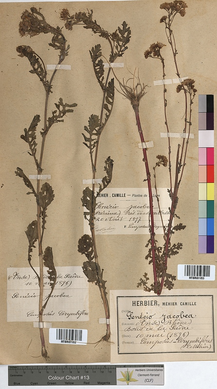 Senecio jacobaea (Asteraceae)