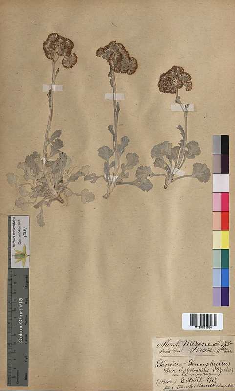 Senecio leucophyllus (Asteraceae)