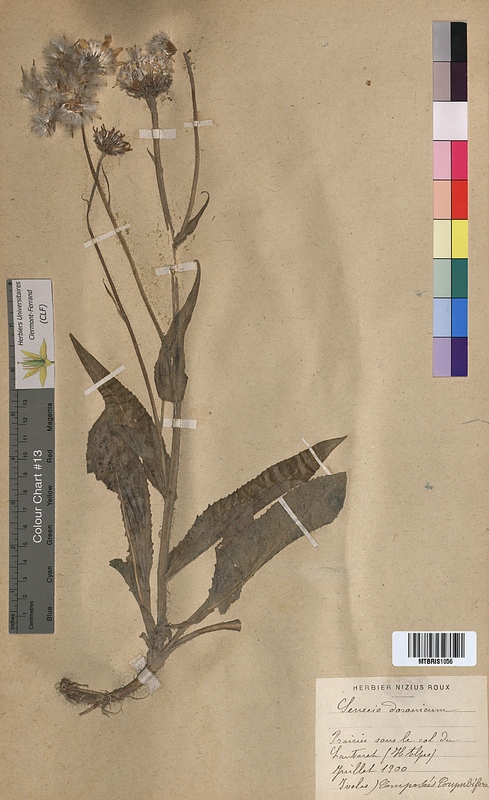Senecio doronicum (Asteraceae)
