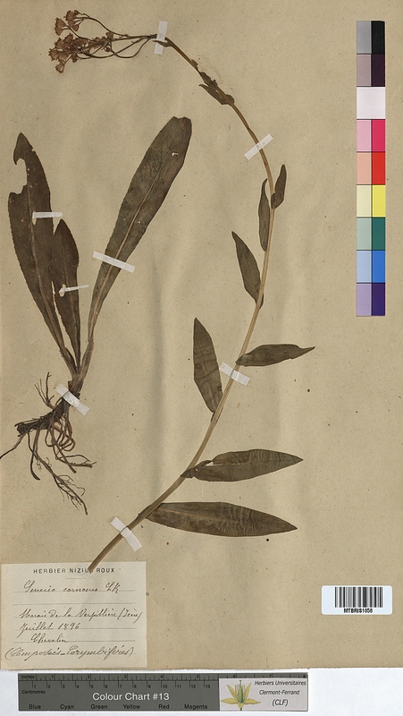 Senecio carnosus (Asteraceae)