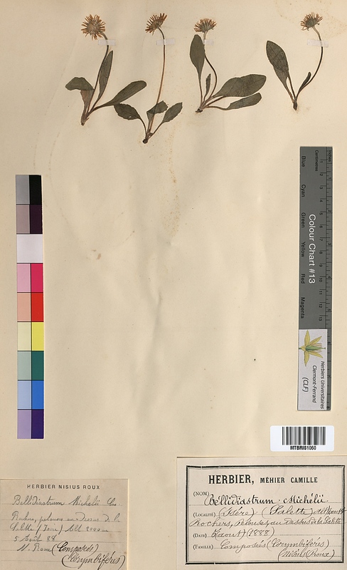 Bellidiastrum michelii (Asteraceae)