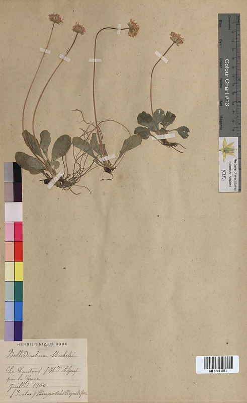 Bellidiastrum michelii (Asteraceae)
