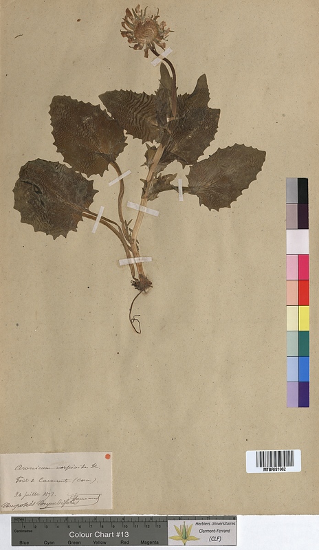 Aronicum scorpioides (Asteraceae)