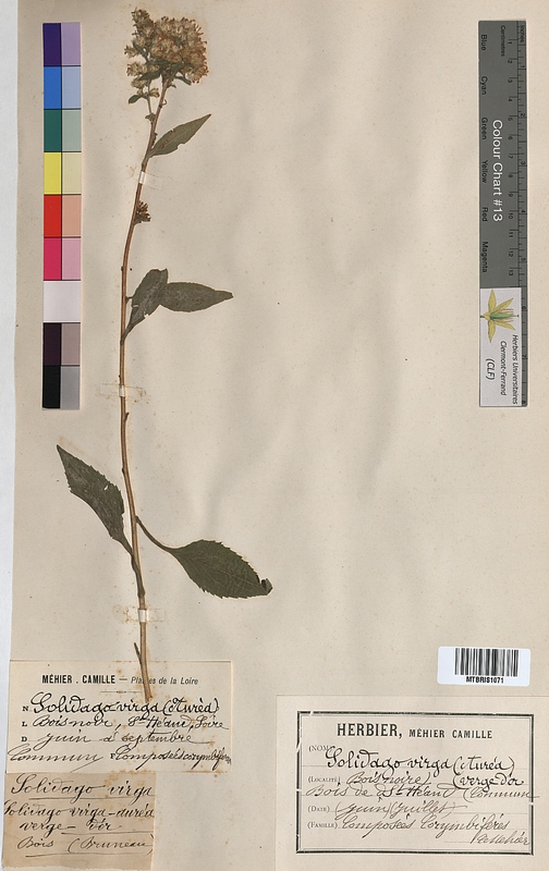Solidago virgaurea (Asteraceae)