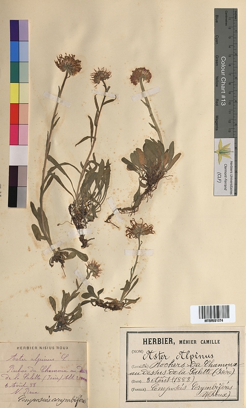 Aster alpinus (Asteraceae)