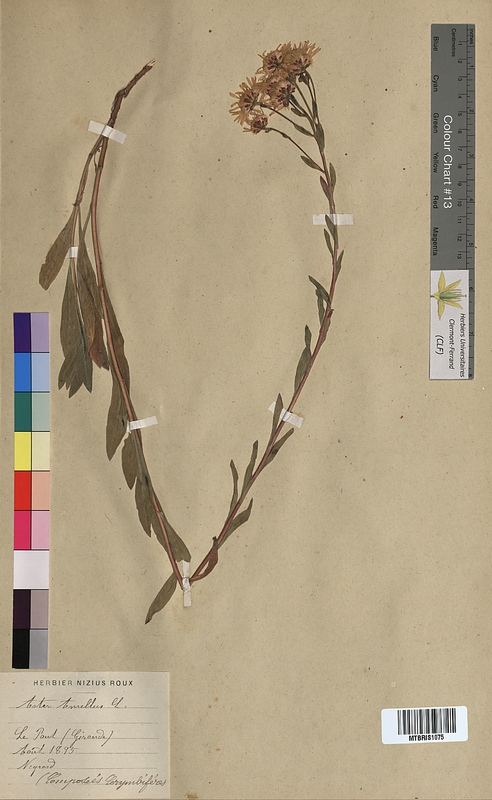 Aster amellus (Asteraceae)