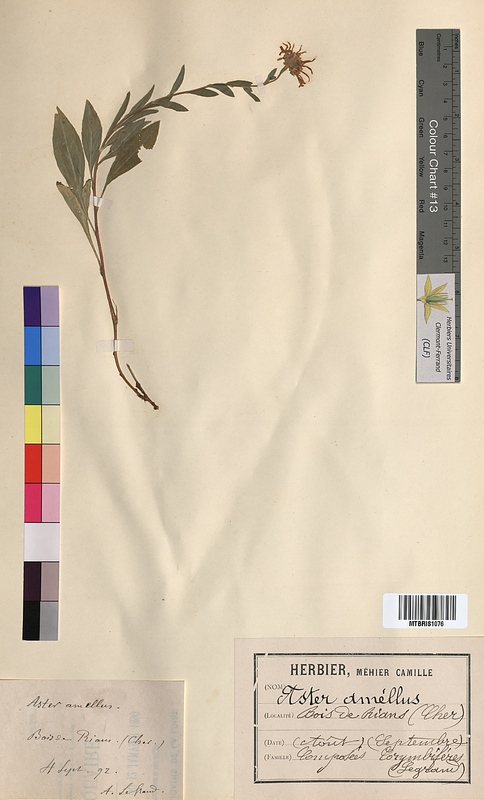 Aster amellus (Asteraceae)
