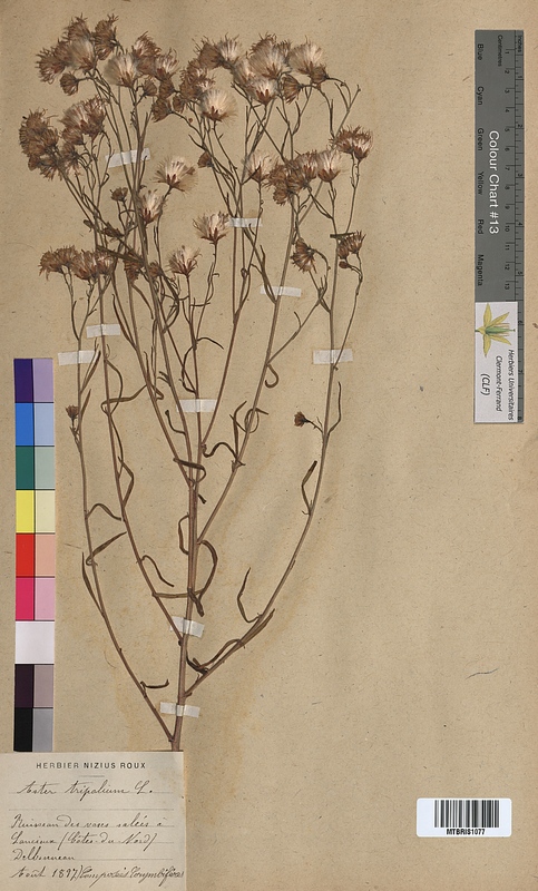 Aster tripolium (Asteraceae)