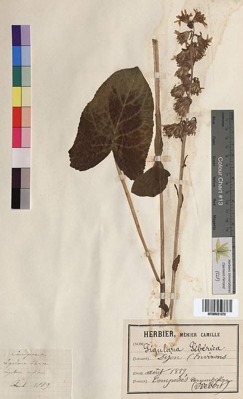 Ligularia sibirica (Asteraceae)