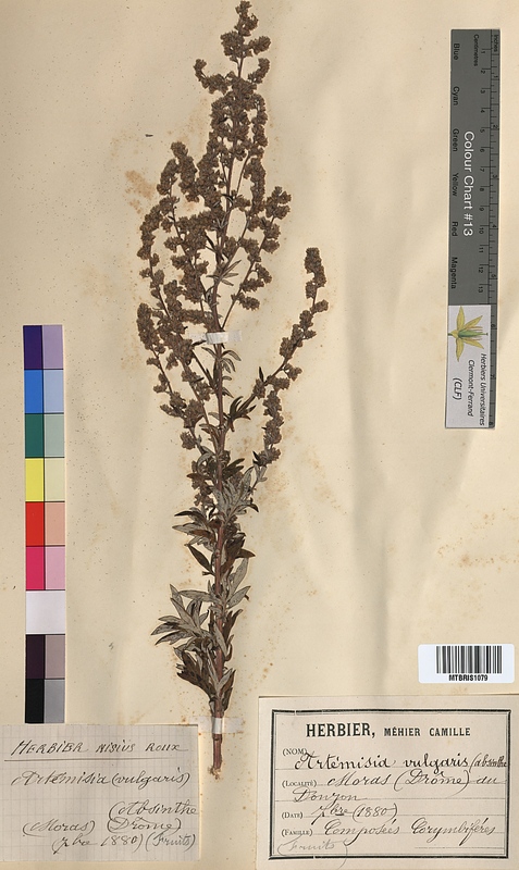 Artemisia vulgaris (Asteraceae)
