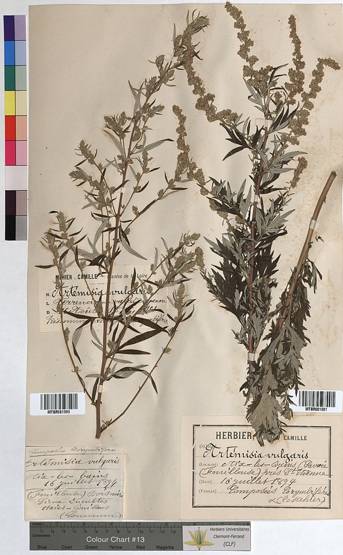 Artemisia vulgaris (Asteraceae)