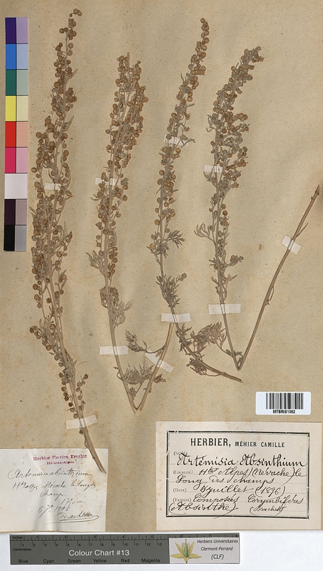 Artemisia absinthium (Asteraceae)