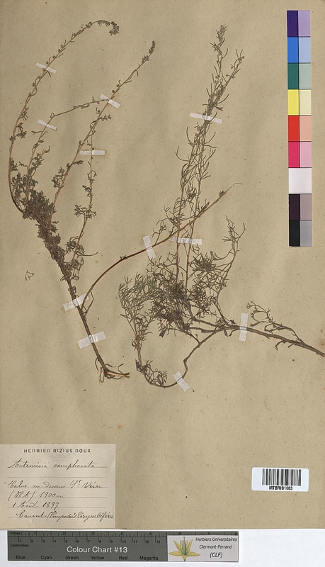 Artemisia camphorata (Asteraceae)