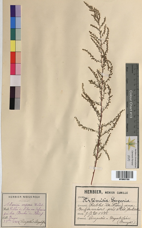 Artemisia scoparia (Asteraceae)