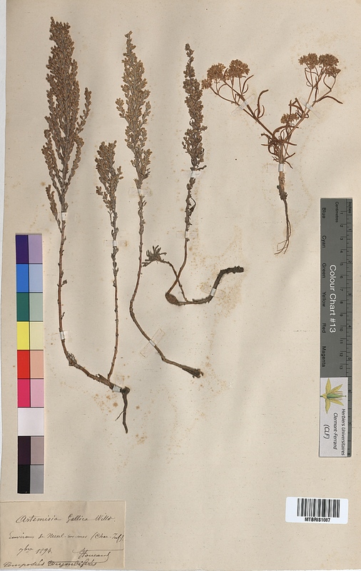 Artemisia gallica (Asteraceae)