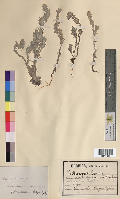 Micropus erectus (Asteraceae)