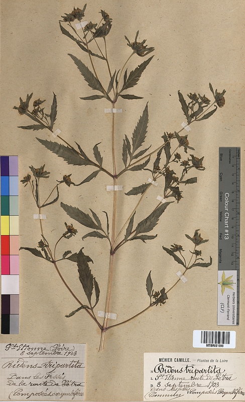 Bidens tripartita (Asteraceae)