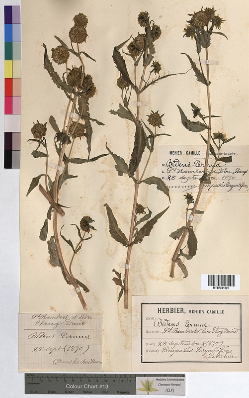 Bidens cernua (Asteraceae)
