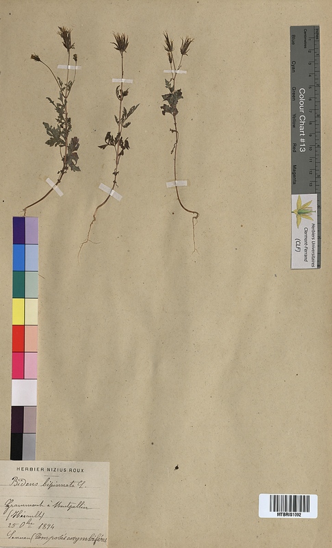 Bidens bipinnata (Asteraceae)